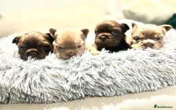 French Bulldog dogs for sale: Amazing Fluffy French bulldogs  - Advert 9