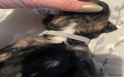 Mixed Breed dogs for sale: Sprollies - Image 16