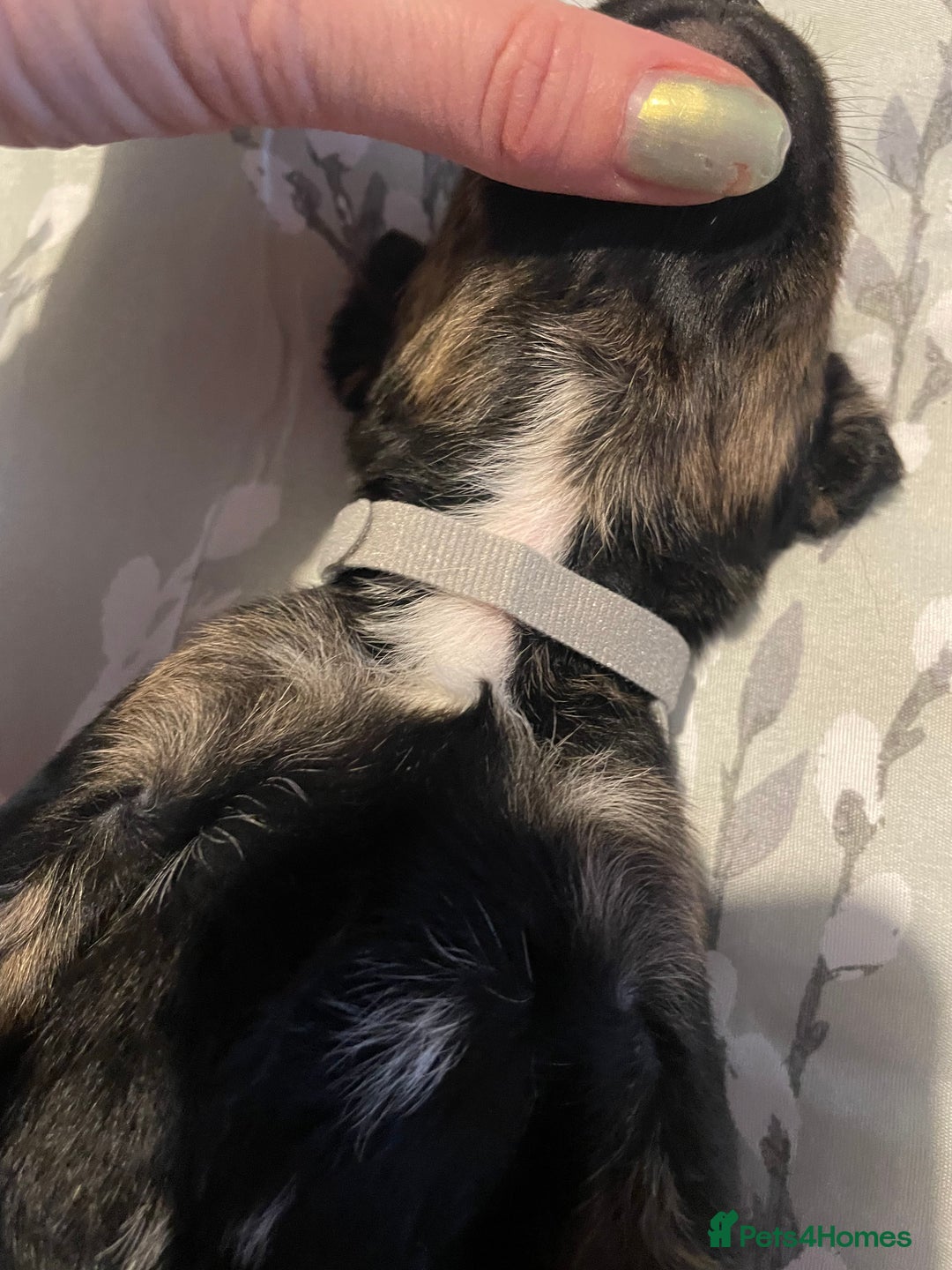 Mixed Breed dogs for sale: Sprollies - Image 16