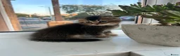 Scottish Fold cats for sale: 3 Scottish Fold kittens looking for new homes - Advert 3
