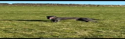Lurcher dogs for stud: Firstcross Bedlington whippet  - Advert 1