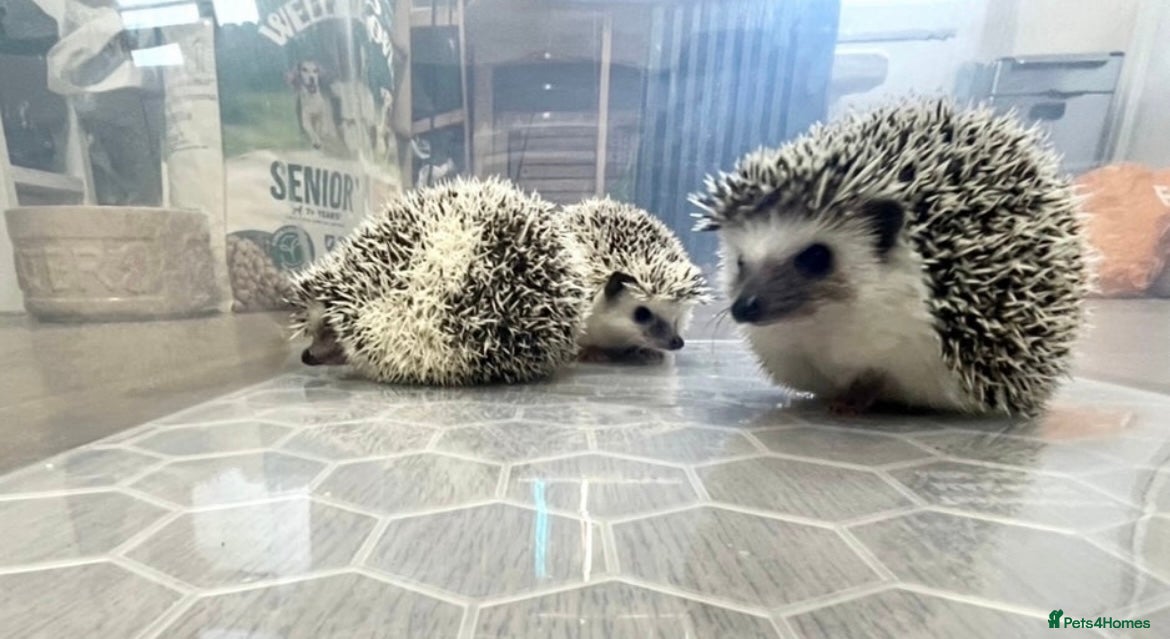 Pygmy Hedgehog rodents Young, Sweet, Friendly, African Pygmy Hedgehogs  - Advert 2