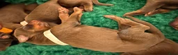 Dobermann dogs for sale: KC Registered Dobermans | 91 Champions in Parents - Advert 17