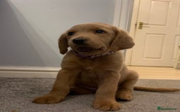 Double Doodle dogs for sale: Beautiful rare litter of Double Doodles - Image 5