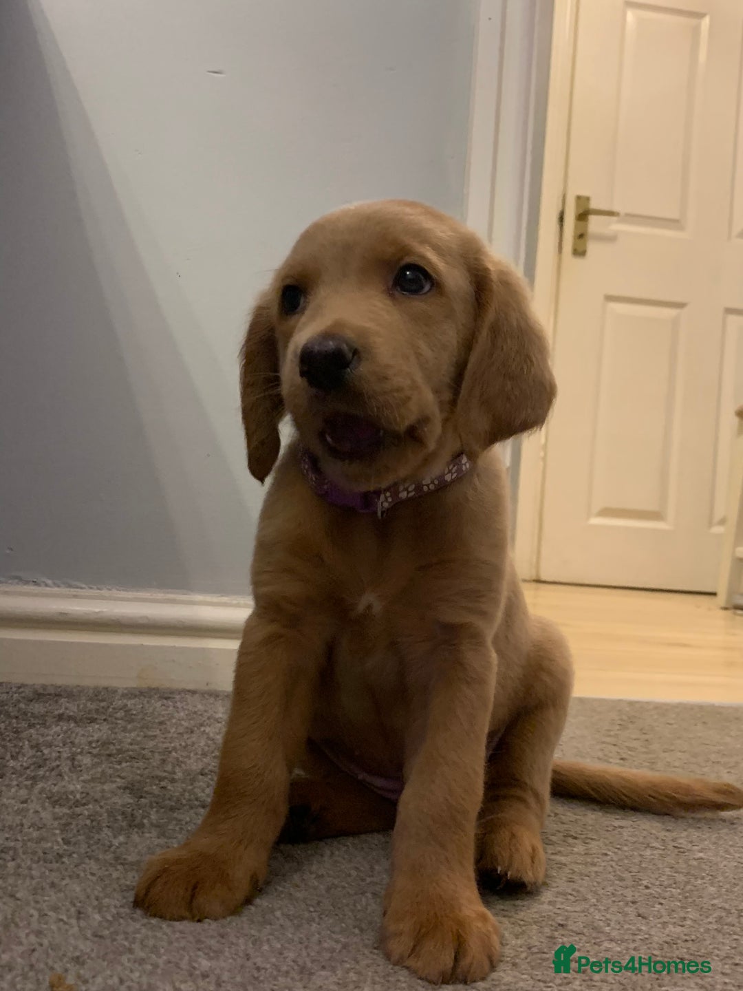 Double Doodle dogs for sale: Beautiful rare litter of Double Doodles - Image 5
