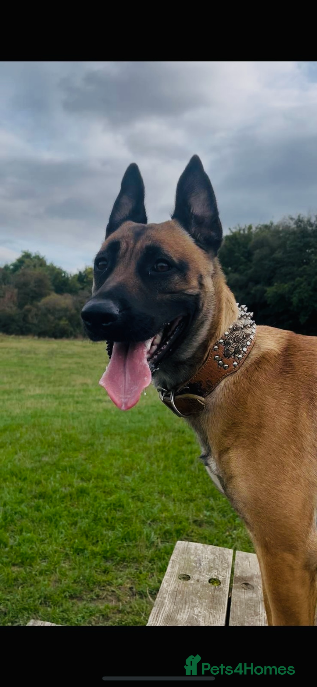 Belgian Shepherd Dog dogs for sale: Belgian Malinois x Bullmastiff dog in Telford - Advert 1