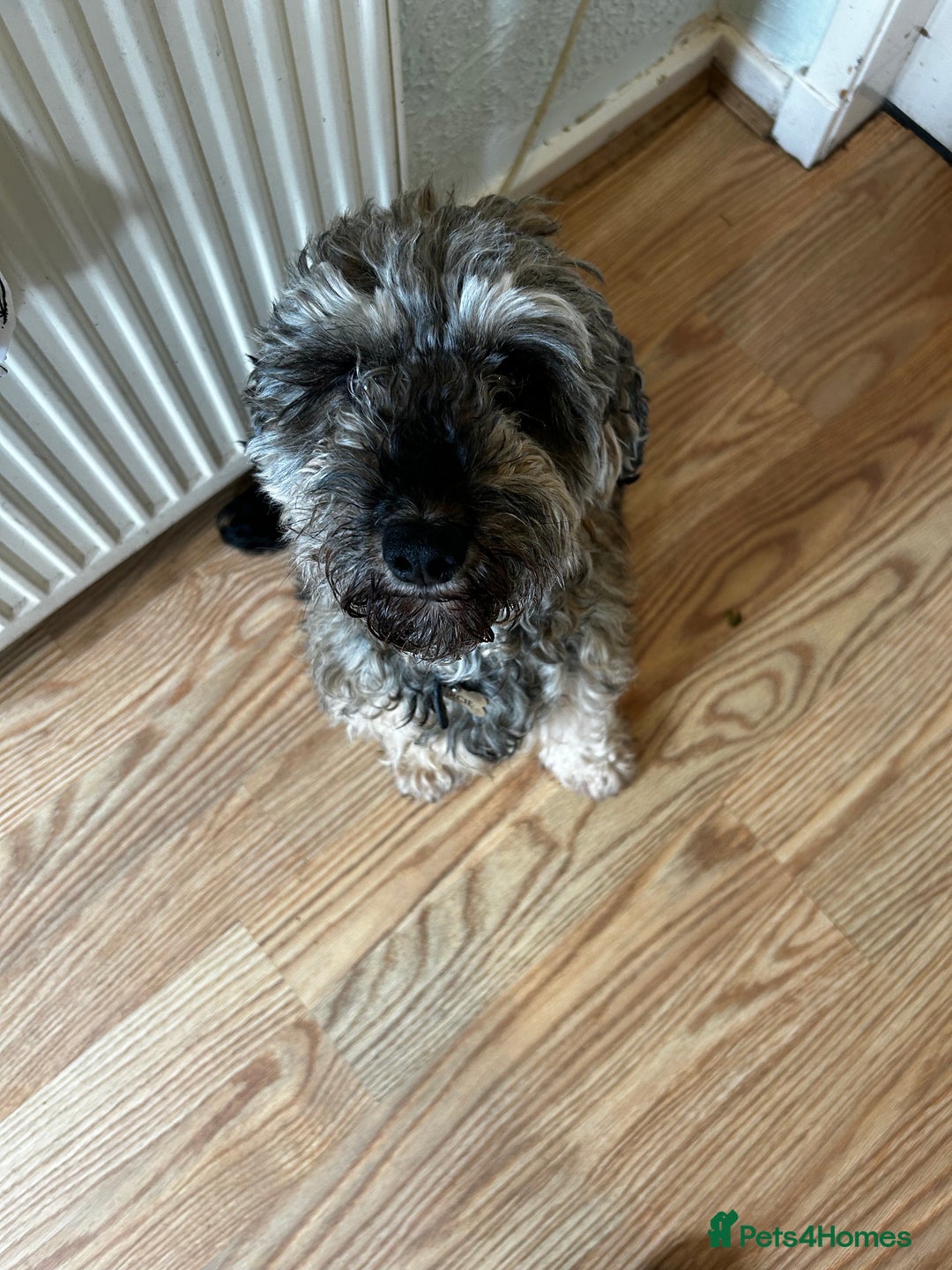 Cockapoo dogs for sale: Toy Cockapoo’s  - Advert 2