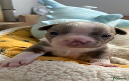 Boston Terrier dogs for sale: Stunning KC registered litter - Image 23