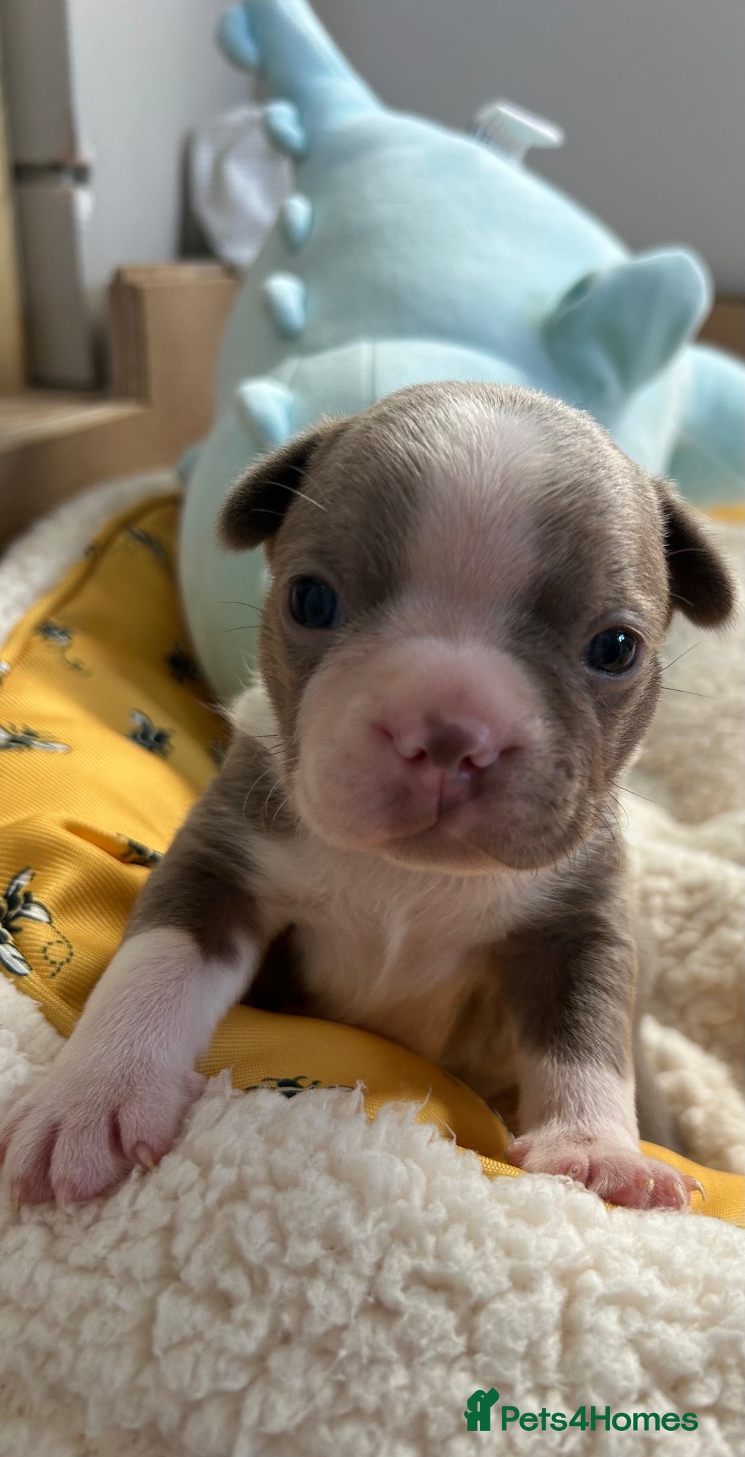 Boston Terrier dogs for sale: Stunning KC registered litter - Image 23