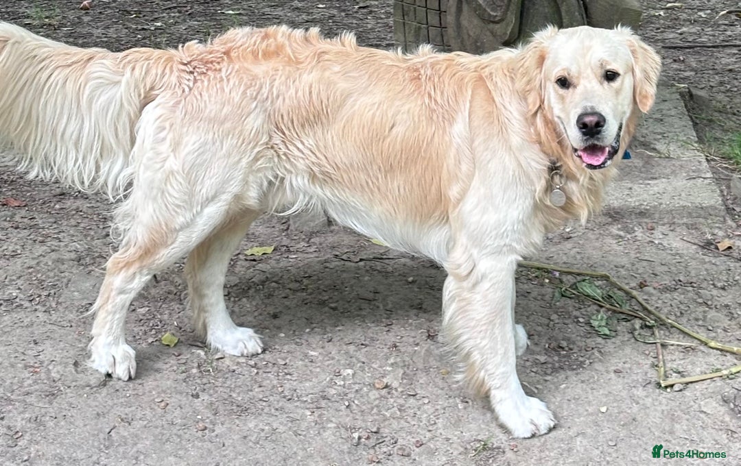 Golden Retriever dogs for stud: Gorgeous Golden Retriever Stud  - Image 11