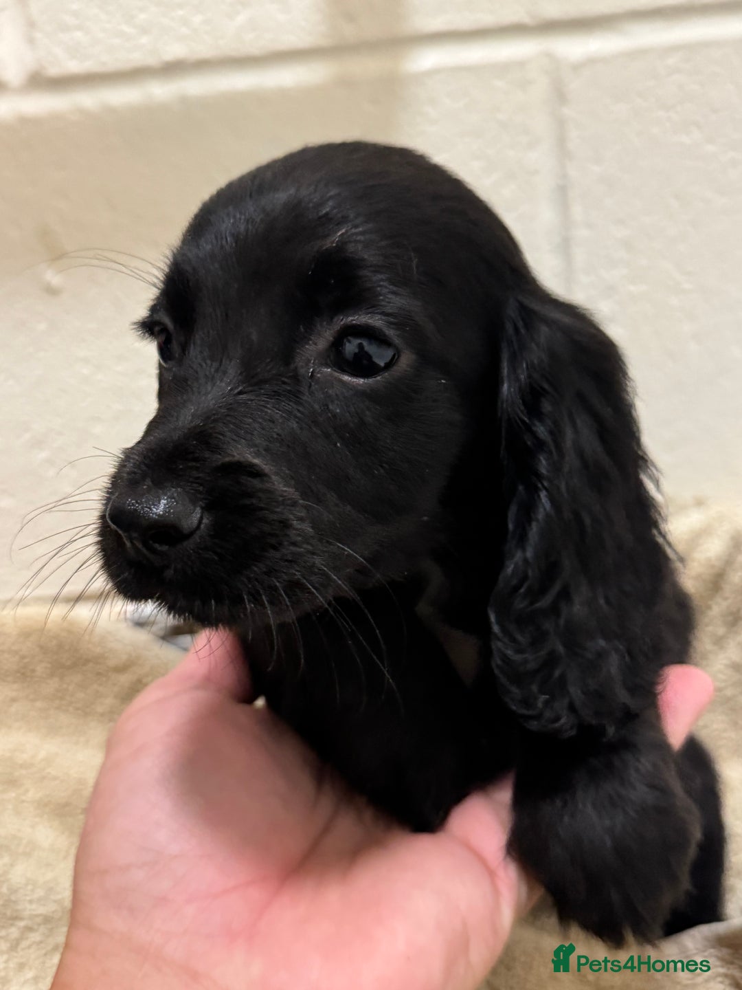 Cocker Spaniel dogs for sale: Beautiful cocker spaniels puppies for sale - Image 4