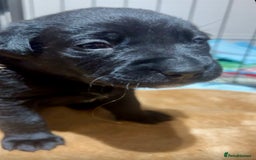 Mixed Breed dogs for sale: Gorgeous Kelpador puppies.  - Advert 7