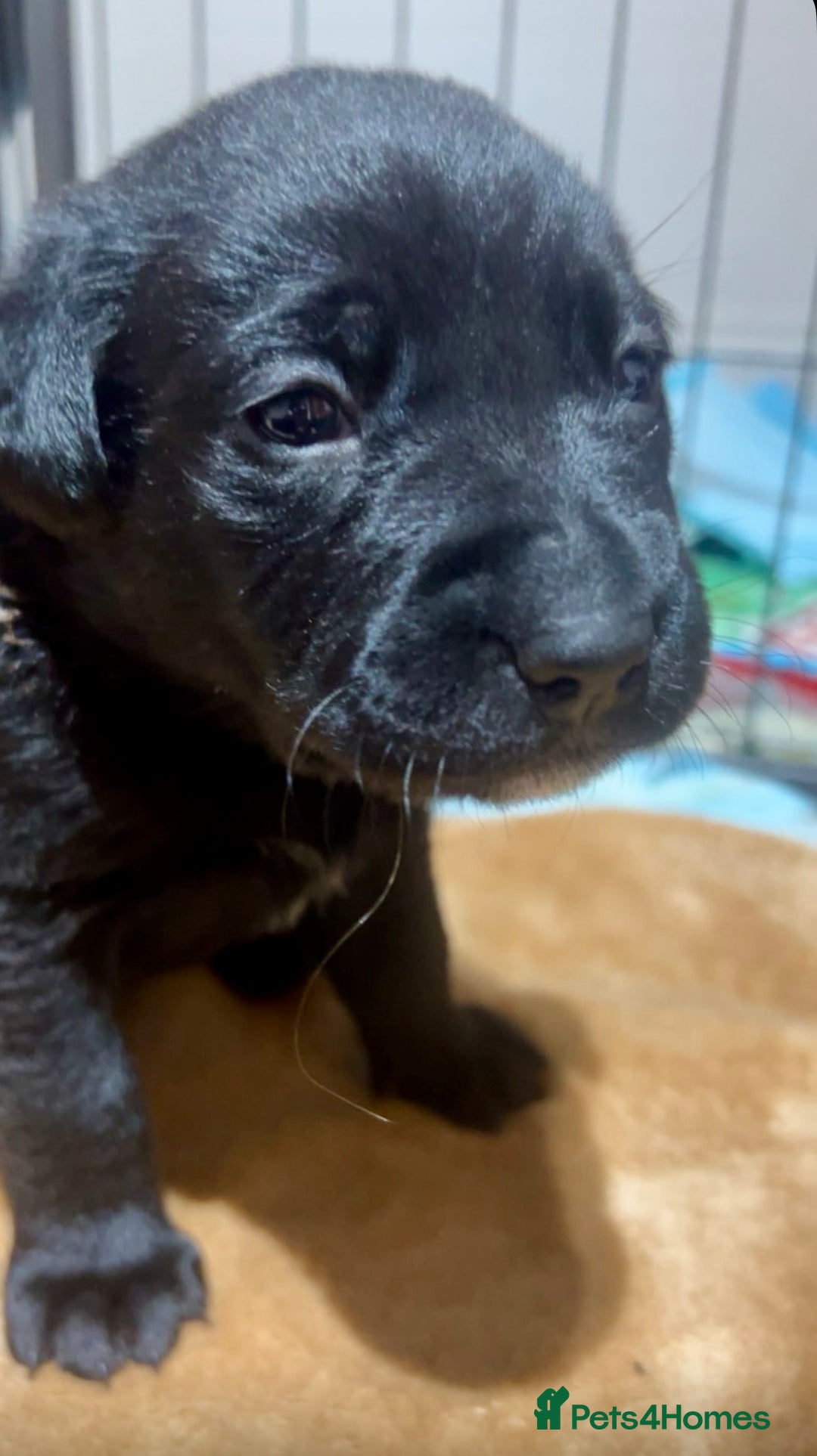 Mixed Breed dogs for sale: Gorgeous Kelpador puppies.  - Advert 7