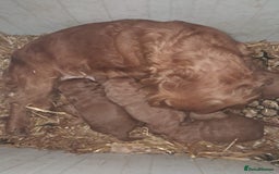 Cockapoo dogs for sale: Cockapoo - Image 8