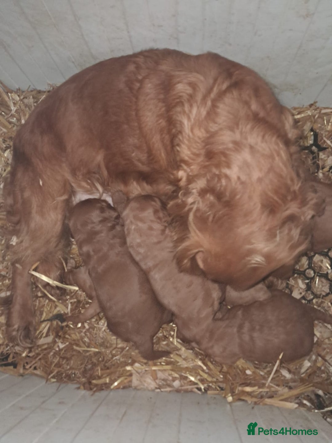 Cockapoo dogs for sale: Cockapoo - Image 8