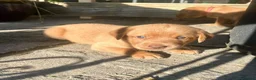 Labrador Retriever dogs for sale: KC Registered Labrador Puppies - Advert 13