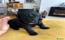 Cockapoo dogs for sale: Cockerpoo f1b - Image 4