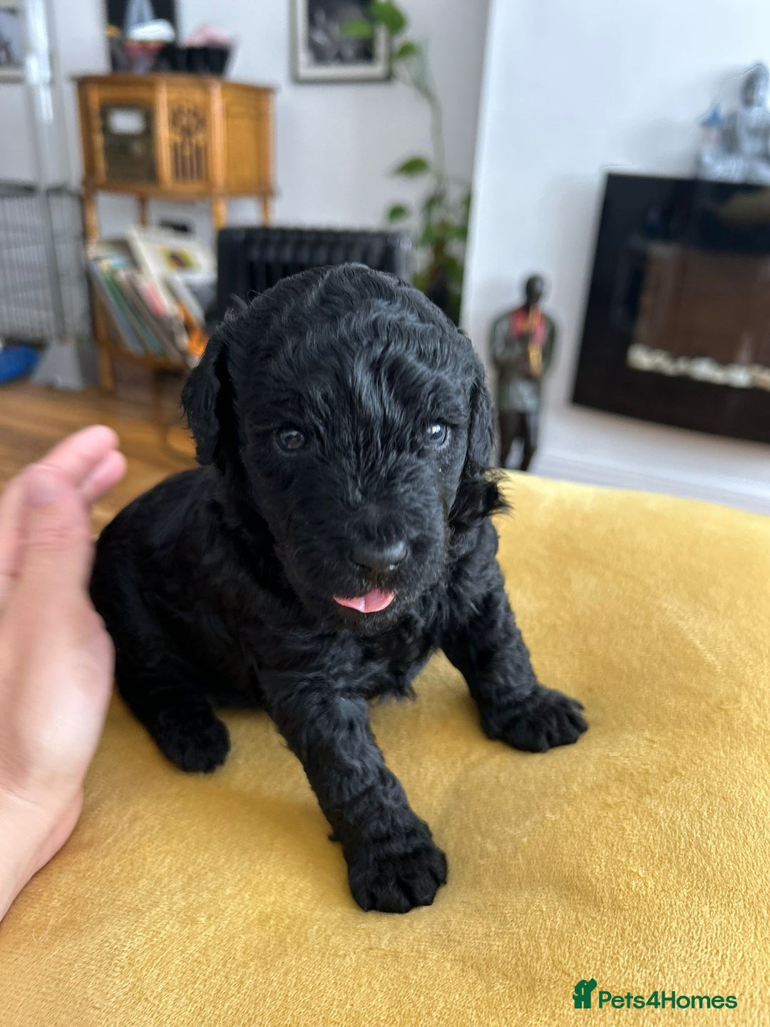 Cockapoo dogs for sale: Cockerpoo f1b - Image 4