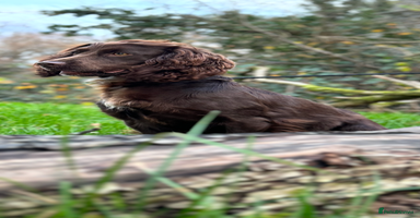 Cocker Spaniel dogs Kc reg short tailed working cocker spaniel - Advert 3