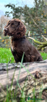 Cocker Spaniel dogs Kc reg short tailed working cocker spaniel - Advert 3