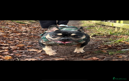 French Bulldog dogs for sale: French bulldog puppies - Image 15
