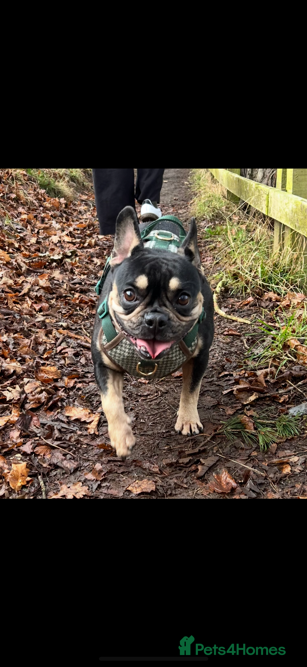 French Bulldog dogs for sale: French bulldog puppies - Image 15