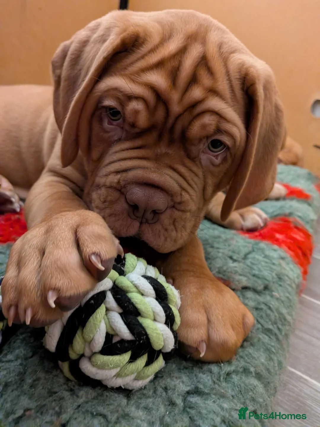 Dogue De Bordeaux dogs for sale: Pedigree chunky pups ready on Tuesday  - Advert 12