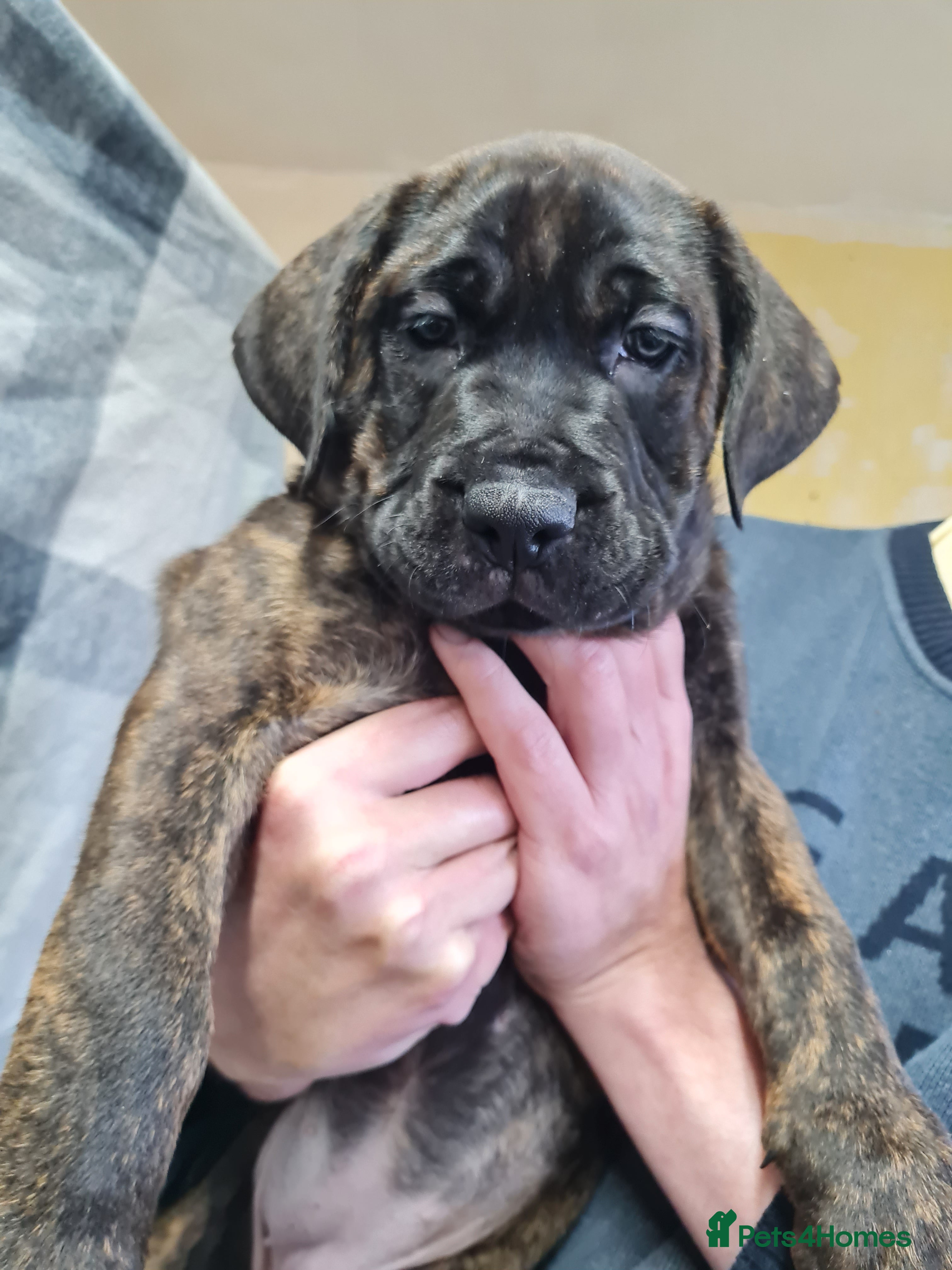 Mixed Breed dogs Presa x cane corso  - Advert 7