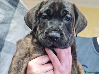 Mixed Breed dogs Presa x cane corso - Advert 7