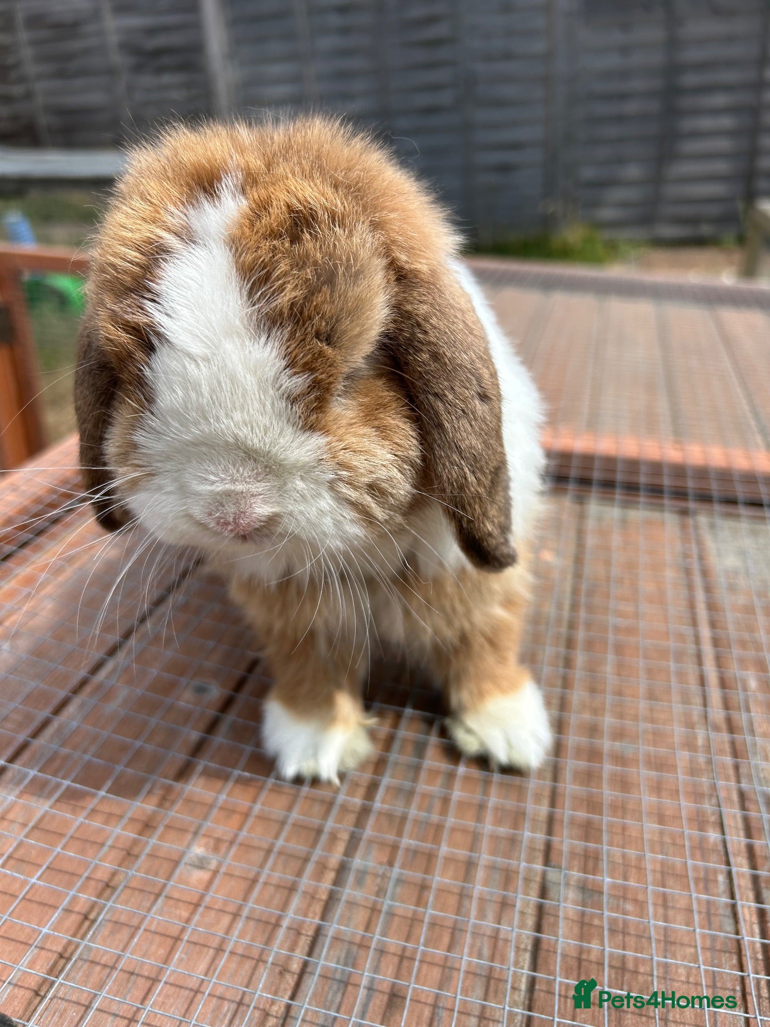 Mini Lop rabbits Beautiful friendly male mini lop - pet or breeding - Advert 3
