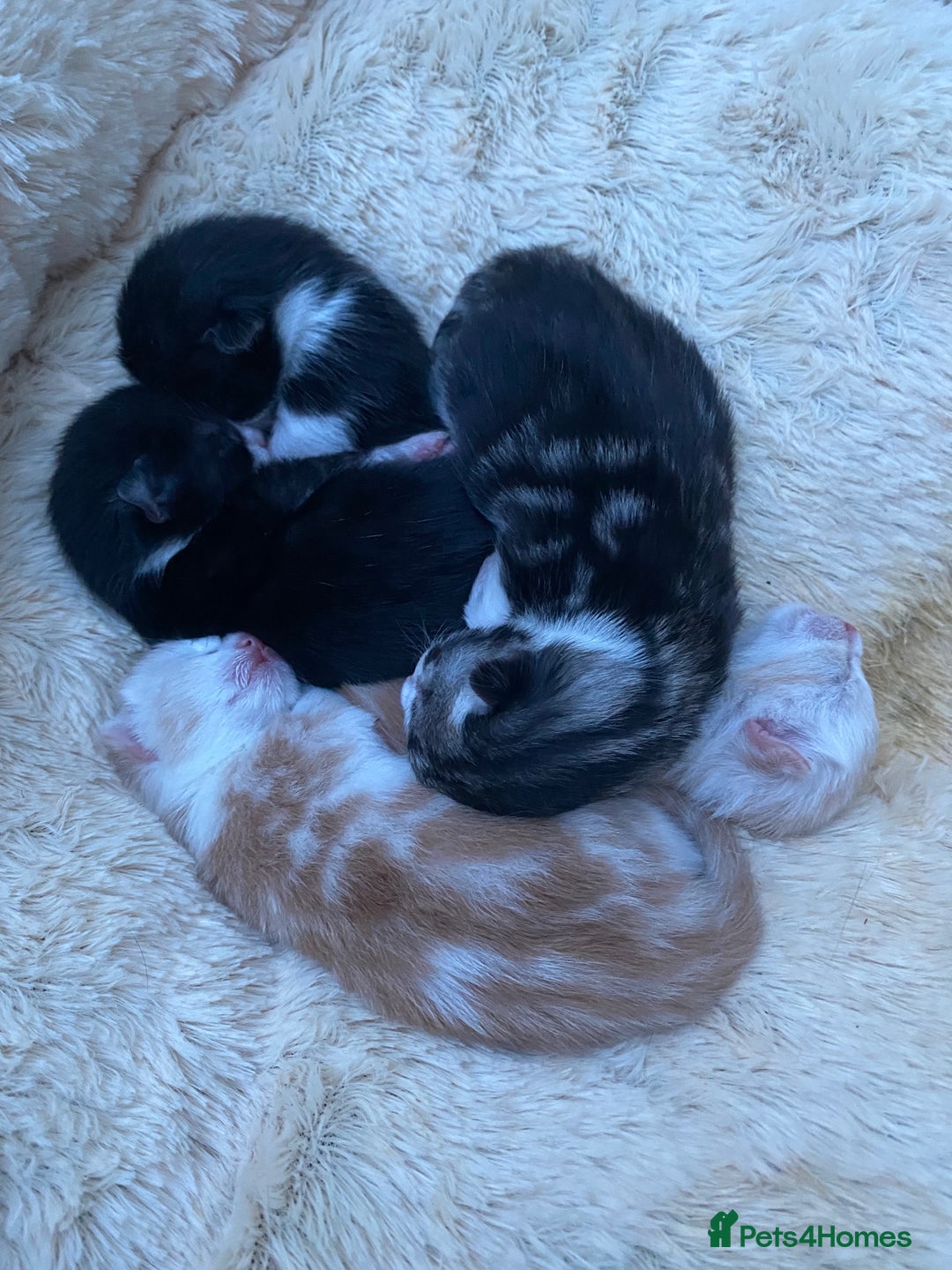 Ragdoll cats for sale: Ragdoll X Kittens for Loving Forever Homes - Image 9
