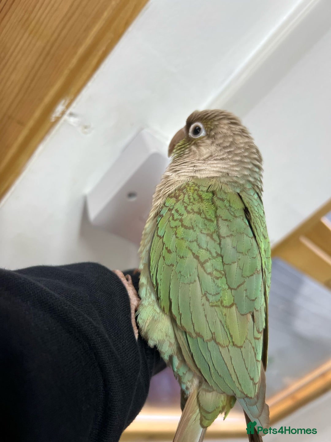 Conures birds for sale: Pair of conure parrots  - Image 5
