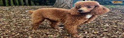 Cavapoo dogs for stud: RED TOY POODLE in Mansfield - Advert 6