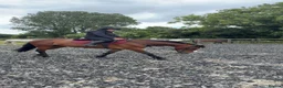 Welsh Section D horses for sale: Clara  in York - Advert 2