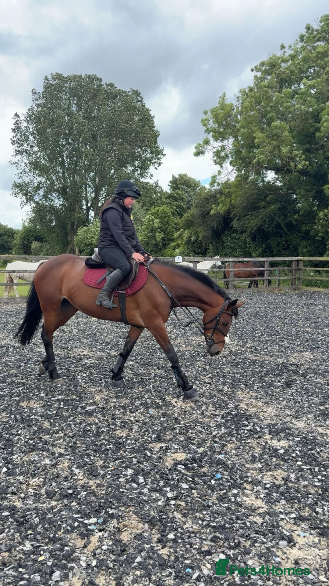 Welsh Section D horses for sale: Clara  in York - Advert 2