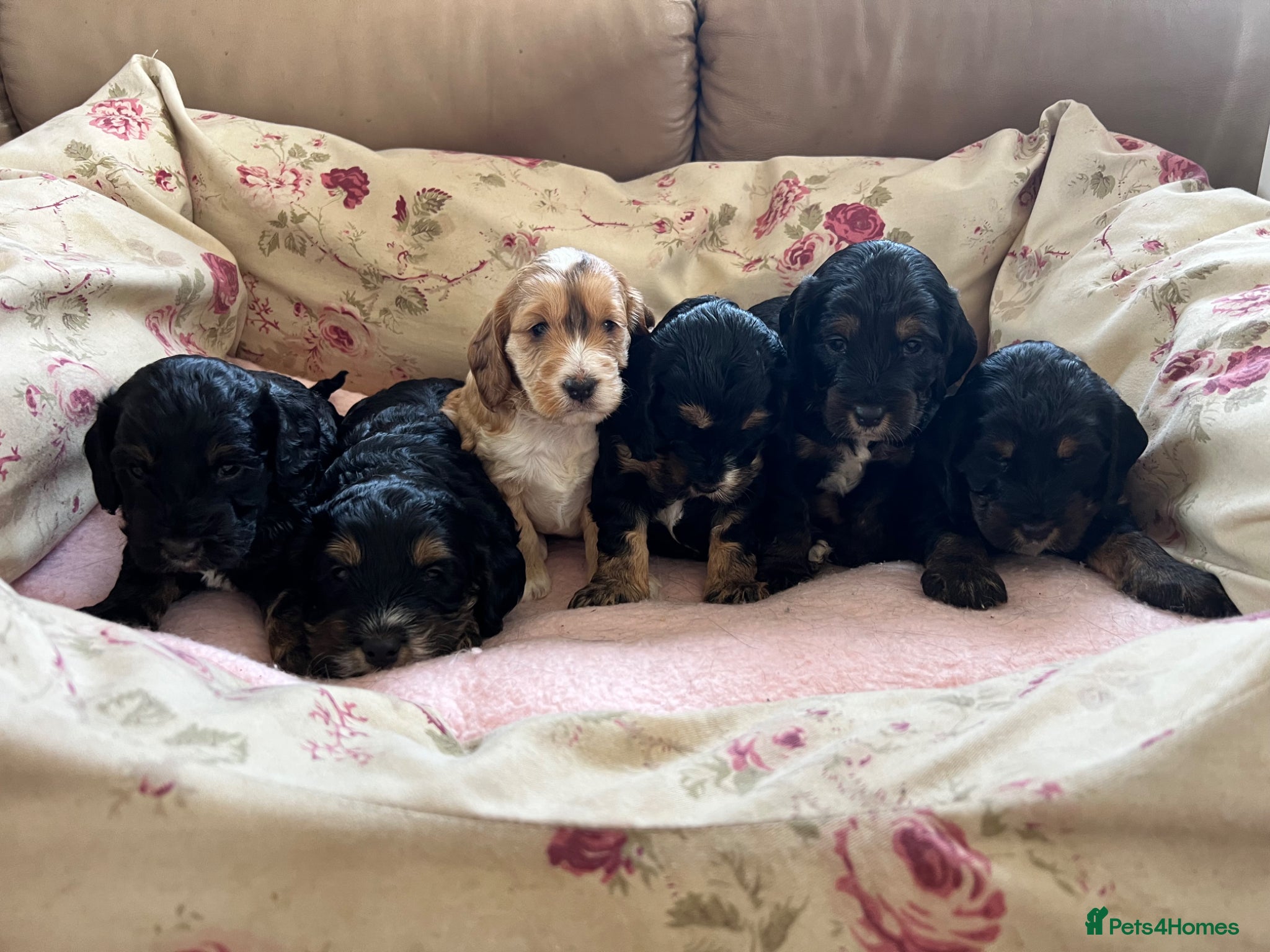 Cockapoo dogs for sale: F1 cockapoos  - Advert 1
