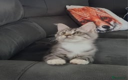 Maine Coon cats for sale: Pedigree GCCF Maine Coon Kittens for sale  - Image 18