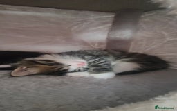 Ragdoll cats for sale: Ragdoll mixed kitten - Image 2