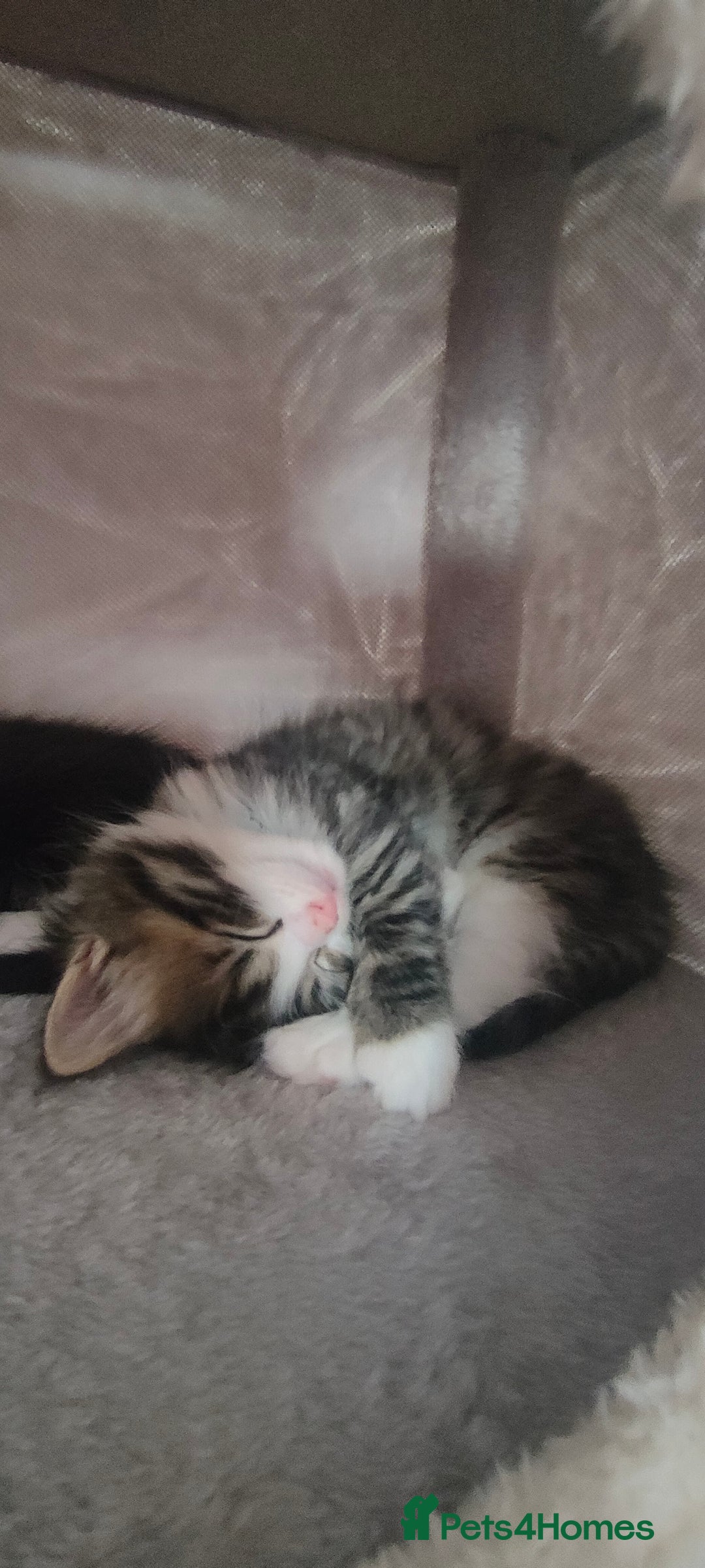 Ragdoll cats for sale: Ragdoll mixed kitten - Image 2