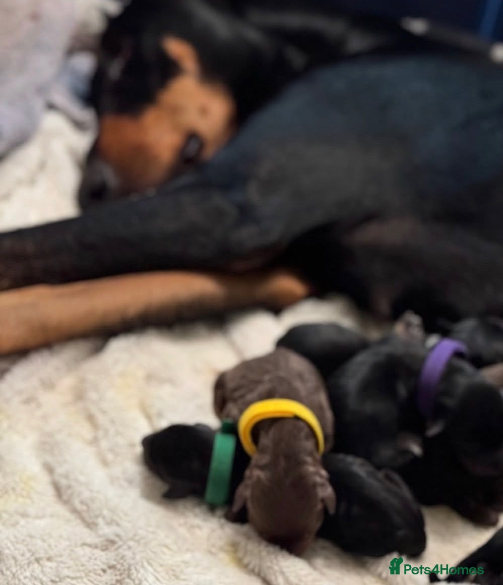 Mixed Breed dogs 3 Beautiful Doberman Puppies Looking for Loving - Advert 1