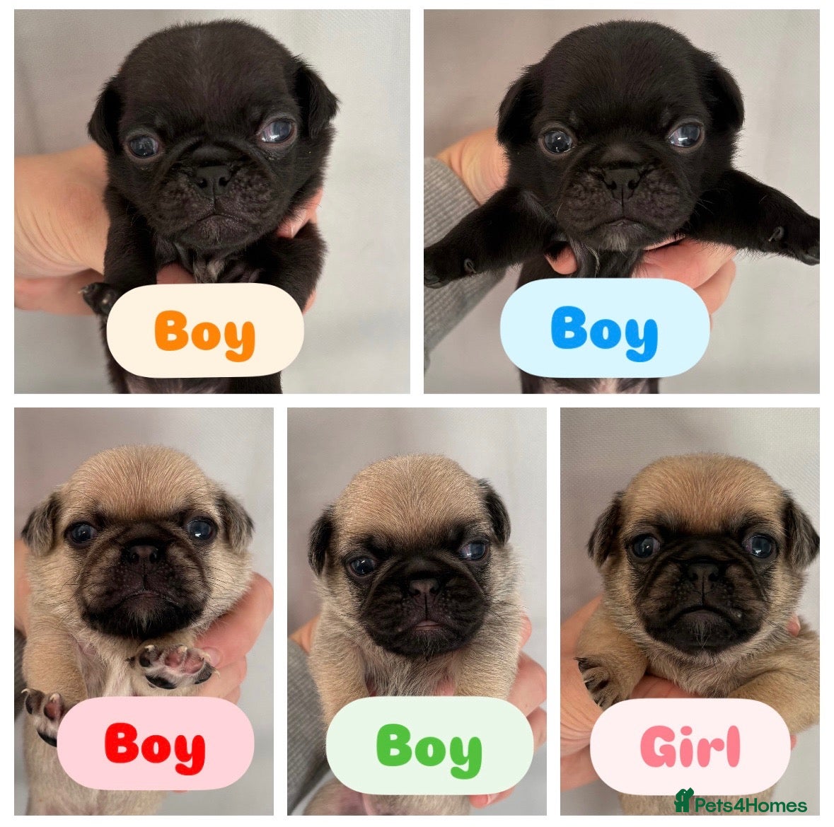 Pug dogs Beautiful Purebred Pug Pups (Parents can be seen) - Advert 13