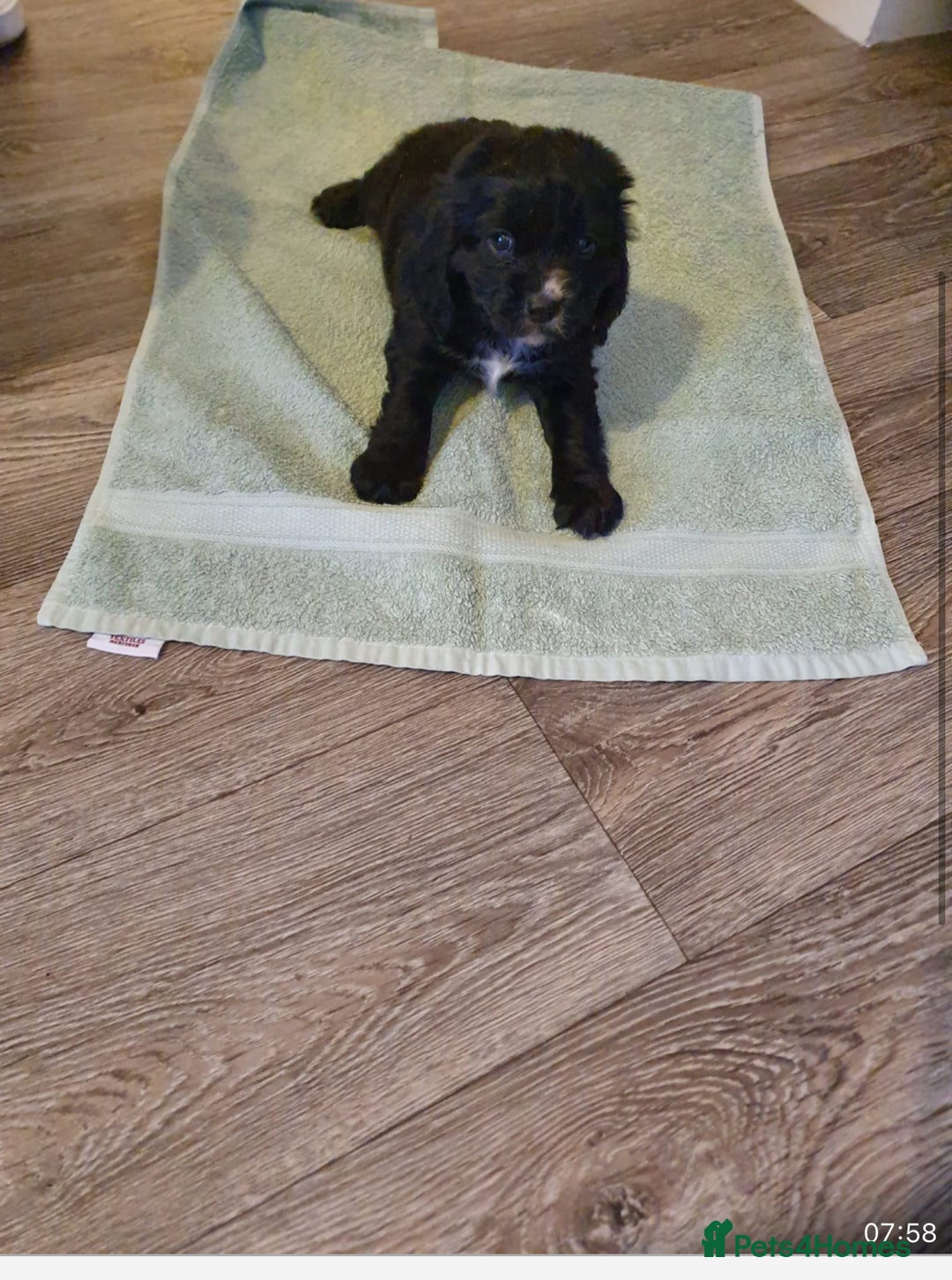 Cocker Spaniel dogs for sale: K C registered Cocker spaniel puppies  - Advert 27