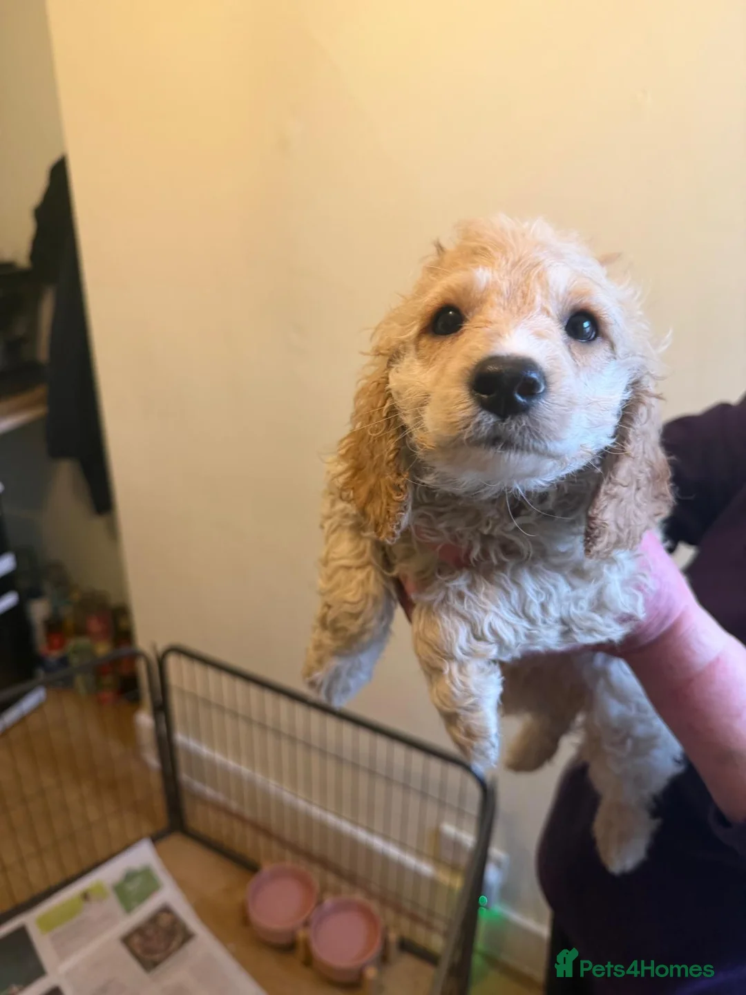 Cavapoo dogs for sale: Cavapoos F1B  For  Sale  - Advert 7