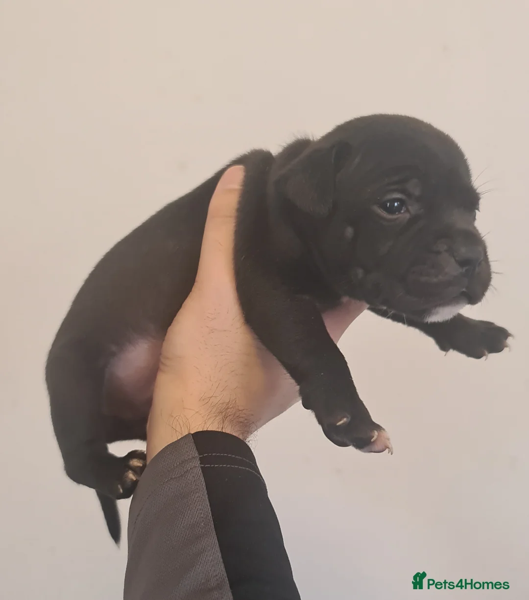 Staffordshire Bull Terrier dogs for sale: Adorable Black and blue kc staffy puppys  - Advert 20