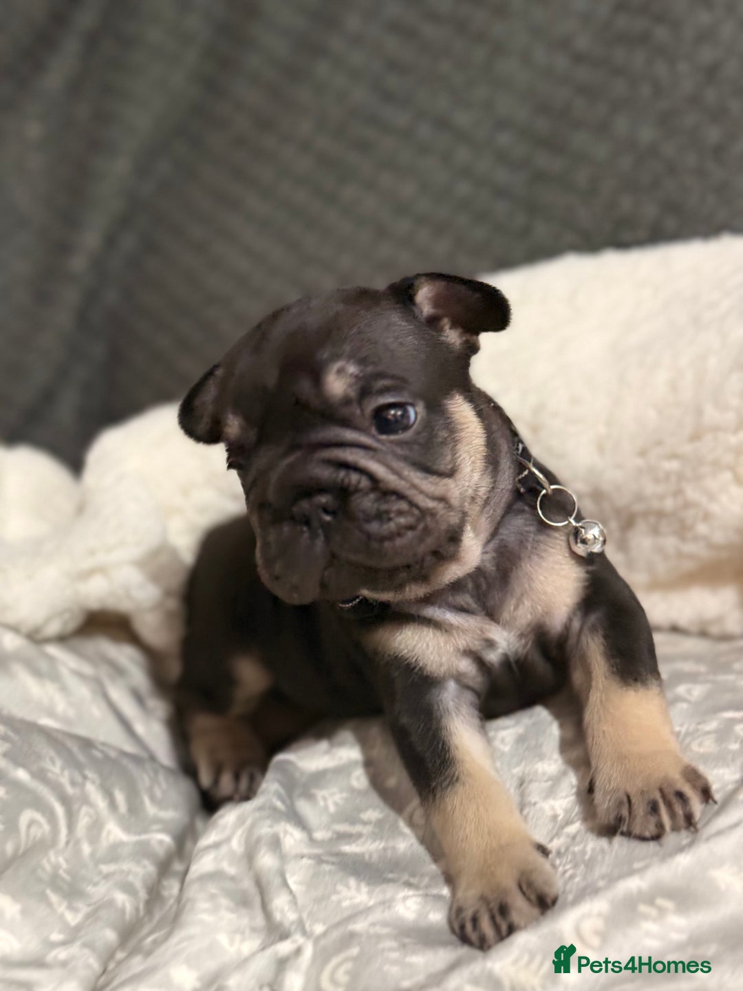 French Bulldog dogs for sale: French bulldog puppies for sale! - Advert 3