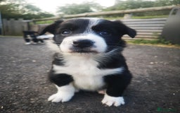 Border Collie dogs for sale: Beautiful Fluffy Collie Puppies  - Image 29