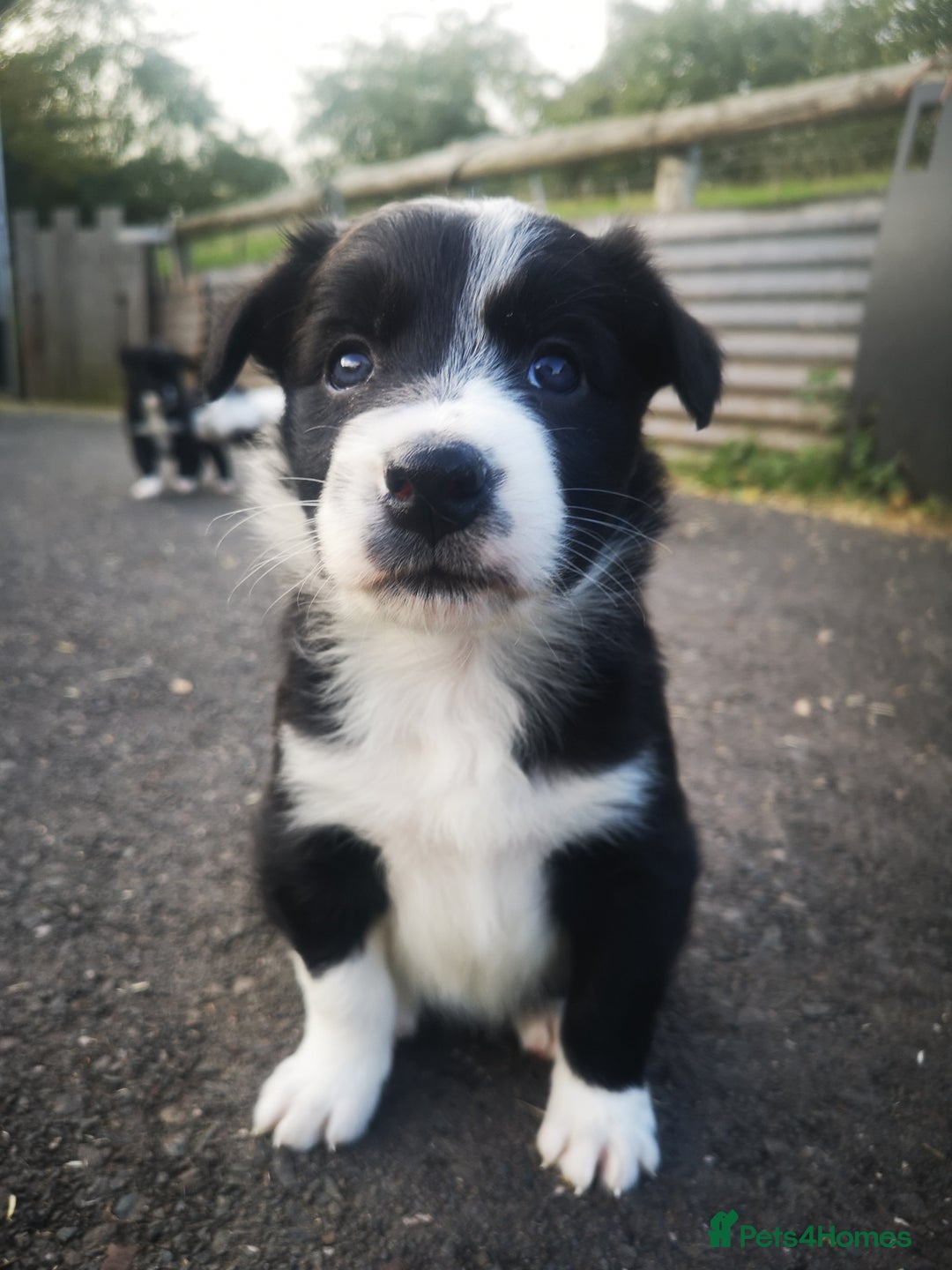 Border Collie dogs for sale: Beautiful Fluffy Collie Puppies  - Image 29