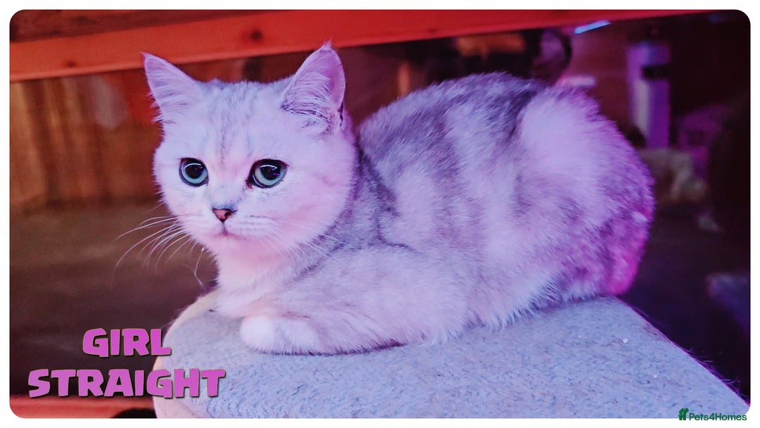 Scottish Fold cats for sale: SCOTTISH FOLD KITTENS (DELIVERY  AVAILABLE) - Advert 1