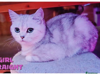 Scottish Fold cats SCOTTISH FOLD KITTENS (DELIVERY AVAILABLE) - Advert 4