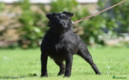 Mixed Breed dogs for sale: Council approved 5⭐️licensed breeder  - Image 5